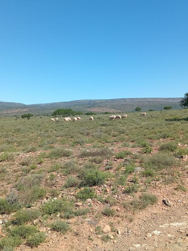 4 Bedroom Property for Sale in Grahamstown Eastern Cape